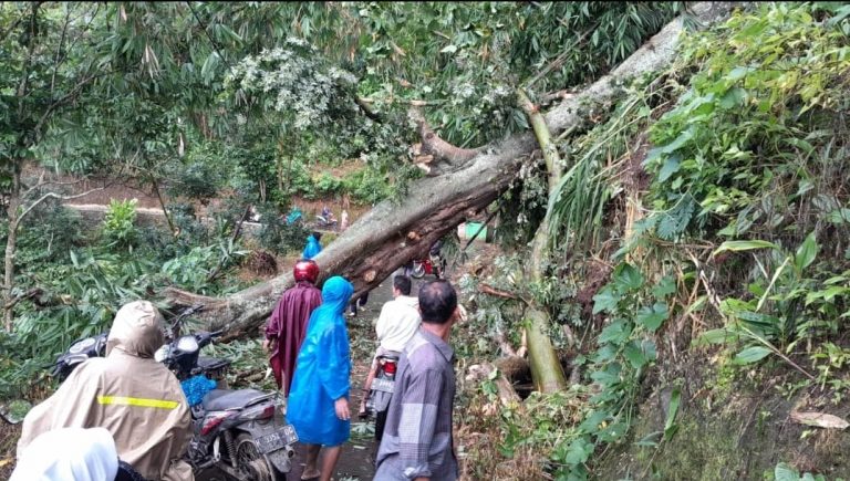 Sempat Tutup Akses Jalan di Tlogowungu, Pohon Randu Tumbang Dievakuasi Warga